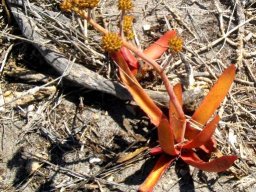 Crassula nudicaulis var. nudicaulis