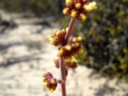 Crassula nudicaulis var. platyphylla inflorescence