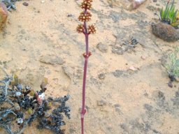 Crassula nudicaulis var. platyphylla