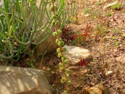 Crassula nudicaulis var. platyphylla tall inflorescence