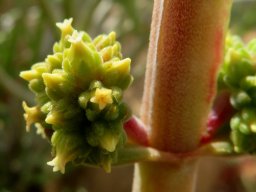 Crassula nudicaulis var. platyphylla flowerhead