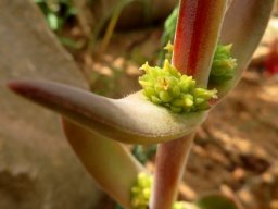 Crassula nudicaulis var. platyphylla big bracts, still small inflorescences