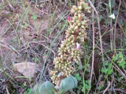 Crassula nudicaulis var. platyphylla profusion of small flowers