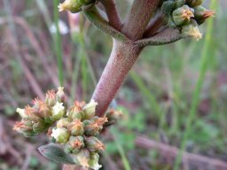 Crassula nudicaulis var. platyphylla opposite clusters