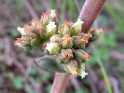 Crassula nudicaulis var. platyphylla flowerhead
