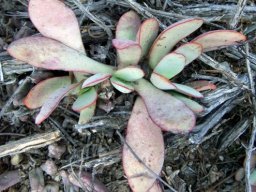 Crassula nudicaulis var. platyphylla leaves