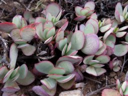 Crassula nudicaulis var. platyphylla clump of flattened rosettes