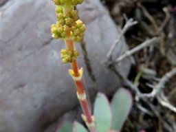 Crassula nudicaulis var. platyphylla young inflorescence