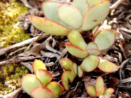 Crassula nudicaulis var. platyphylla leaves
