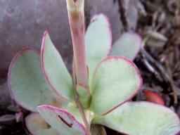 Crassula nudicaulis var. platyphylla stem-base