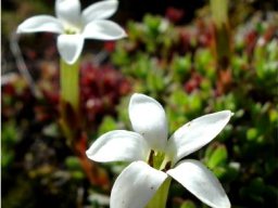 Crassula obtusa flowers