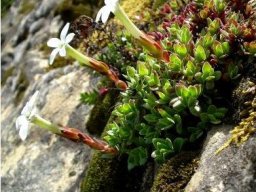 Crassula obtusa