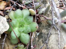 Crassula orbicularis spreading its fringed leaves