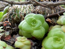 Crassula orbicularis, not all new rosettes thriving