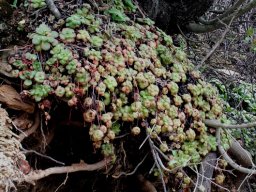 Crassula orbicularis living dangerously