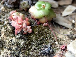 Crassula orbicularis stolon-linked plantlets