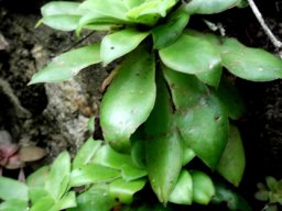 Crassula orbicularis leaves by the coast