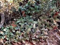 Crassula intermedia