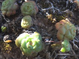 Crassula orbicularis leaves in the Little Karoo