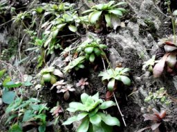 Crassula orbicularis