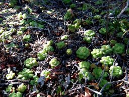 Crassula orbicularis seeking the shade