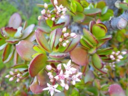 Crassula ovata leaves