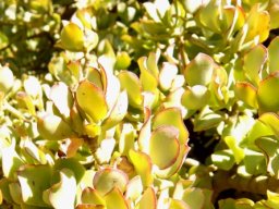 Crassula ovata cultivar 