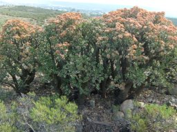 Crassula ovata