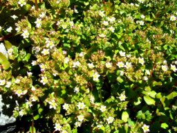 Crassula pellucida flowering