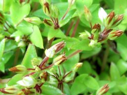 Crassula pellucida subsp. brachypetala