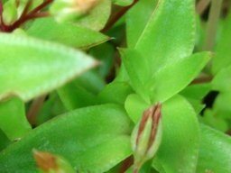 Crassula pellucida subsp. brachypetala leaves