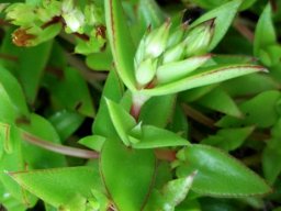 Crassula pellucida subsp. brachypetala stem-tip