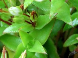 Crassula pellucida subsp. brachypetala buds and old flowers