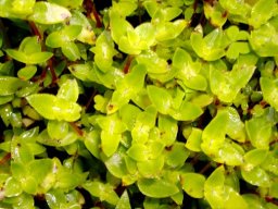 Crassula pellucida yellowish leaves