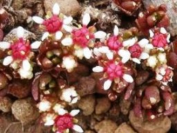 Crassula peploides
