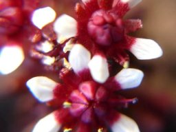 Crassula peploides flowers