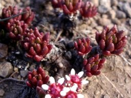 Crassula peploides showing leaves and flowers