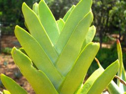 Crassula perfoliata leaves