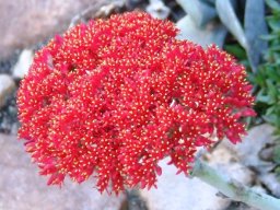 Crassula perfoliata var. falcata