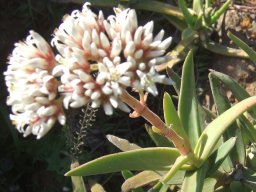Crassula perfoliata var. heterotricha