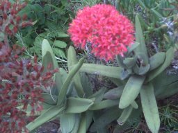 Crassula perfoliata var. coccinea