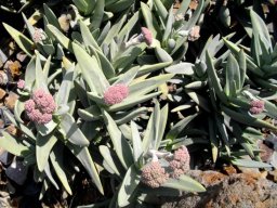 Crassula perfoliata var. minor in a faraway garden