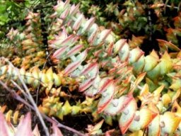 Crassula perforata in the Baviaanskloof