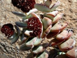 Crassula sladenii