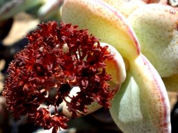 Crassula sladenii