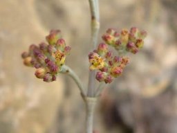 Crassula perforata flowering