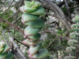 Crassula perforata young stem-tip