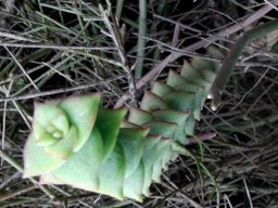 Crassula perforata elegance