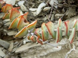 Crassula perforata stem growth incident