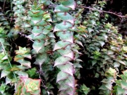 Crassula perforata